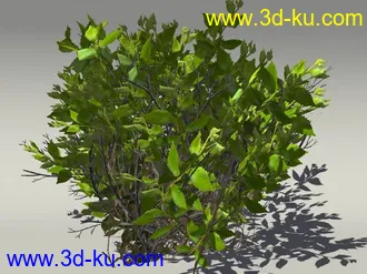 G:3D模型《欧式树木植物3D模型合辑》的图片
