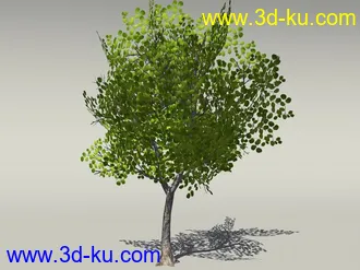 G:3D模型《欧式树木植物3D模型合辑》的图片