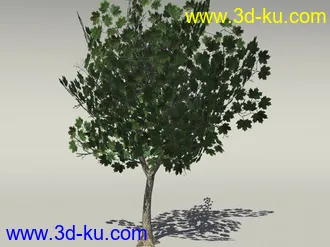 G:3D模型《欧式树木植物3D模型合辑》的图片
