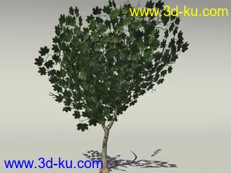 G:3D模型《欧式树木植物3D模型合辑》的图片