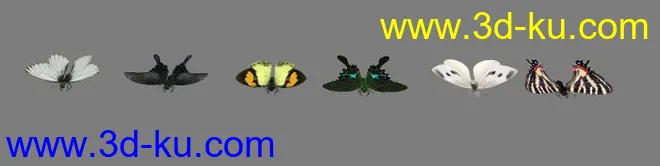 几种蝴蝶模型的图片1
