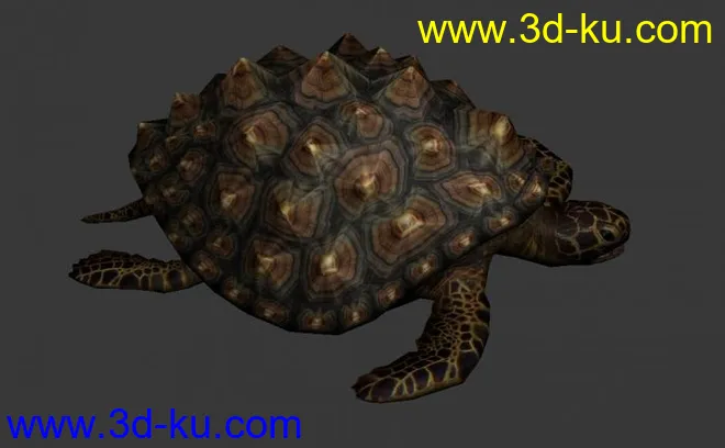 一个不错的海龟模型的图片1