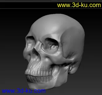 3D打印模型第一次用ZB，雕的头骨~的图片