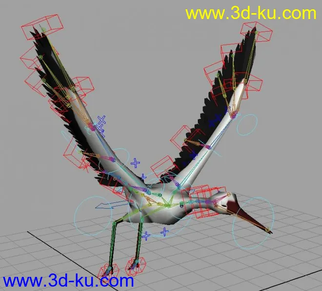 鸟的飞行和绑定模型的图片1