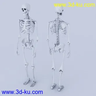 扫描版人体骨骼模型（人体建模必备参考）的图片
