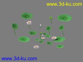 3D打印模型一组高精写实荷花的图片