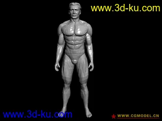 【新手适用】素体男/女/婴儿模型，未光滑、标准站立的图片