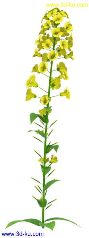 3D打印模型油菜花 maya max obj的图片