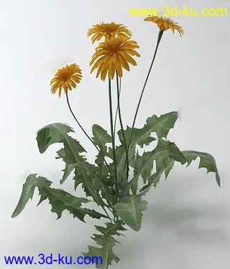 3D打印模型蒲公英花的图片