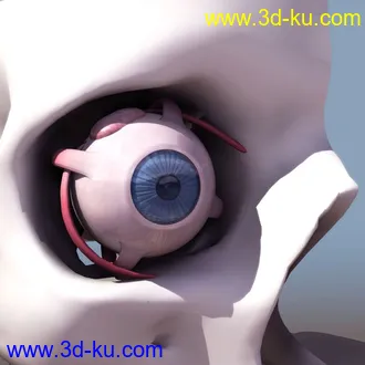 最经典眼睛解剖模型！的图片