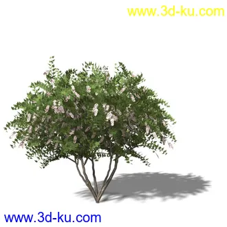 绿色植被 3d模型 Greenworks Xfrog Plants Blossoming-Iso的图片
