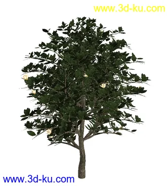 绿色植被 3d模型 Greenworks Xfrog Plants Blossoming-Iso的图片