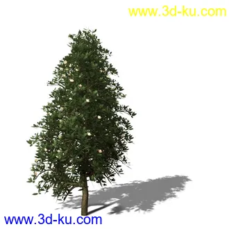 绿色植被 3d模型 Greenworks Xfrog Plants Blossoming-Iso的图片