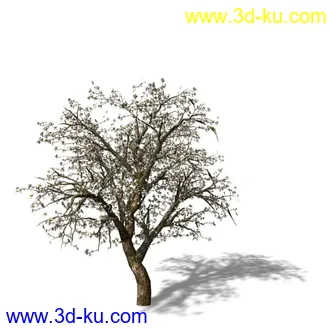 绿色植被 3d模型 Greenworks Xfrog Plants Blossoming-Iso的图片