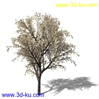 绿色植被 3d模型 Greenworks Xfrog Plants Blossoming-Iso的图片