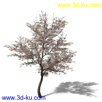 绿色植被 3d模型 Greenworks Xfrog Plants Blossoming-Iso的图片