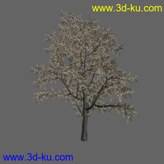 绿色植被 3d模型 Greenworks Xfrog Plants Blossoming-Iso的图片