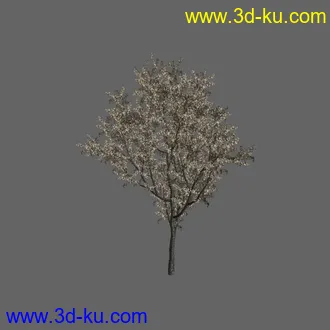 绿色植被 3d模型 Greenworks Xfrog Plants Blossoming-Iso的图片