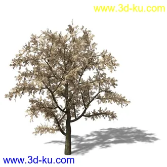 绿色植被 3d模型 Greenworks Xfrog Plants Blossoming-Iso的图片