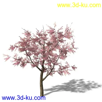 绿色植被 3d模型 Greenworks Xfrog Plants Blossoming-Iso的图片
