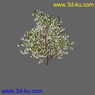 绿色植被 3d模型 Greenworks Xfrog Plants Blossoming-Iso的图片