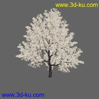 绿色植被 3d模型 Greenworks Xfrog Plants Blossoming-Iso的图片