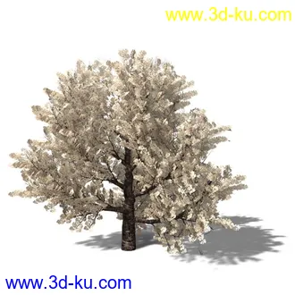 绿色植被 3d模型 Greenworks Xfrog Plants Blossoming-Iso的图片