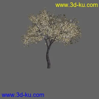 绿色植被 3d模型 Greenworks Xfrog Plants Blossoming-Iso的图片