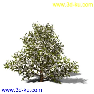 绿色植被 3d模型 Greenworks Xfrog Plants Blossoming-Iso的图片