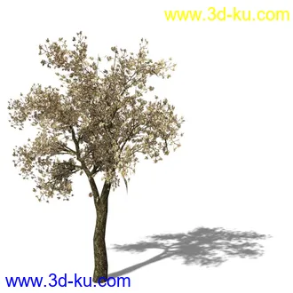 绿色植被 3d模型 Greenworks Xfrog Plants Blossoming-Iso的图片