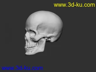 3D打印模型头骨的图片