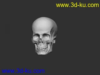3D打印模型头骨的图片