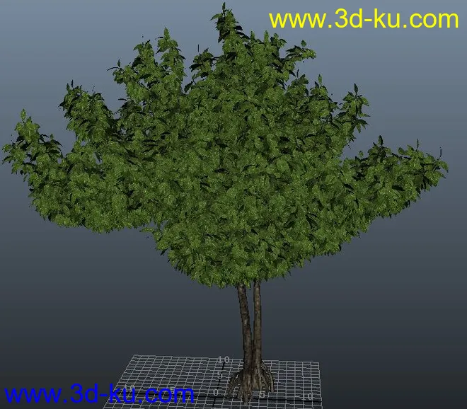 写实大树模型的图片1