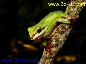 3D打印模型flog  青蛙的图片