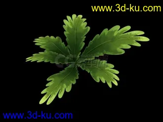 动画植物模型的图片