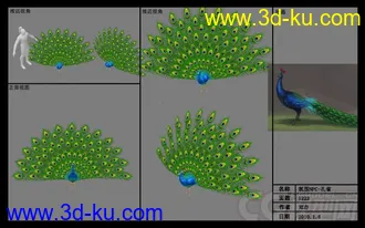 3D打印模型孔雀开屏 有贴图材质 动画的图片