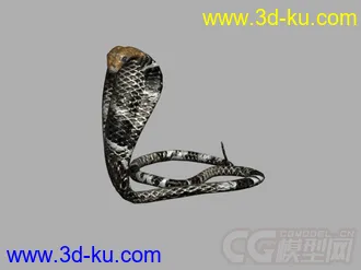 眼镜王蛇 眼镜蛇写实模型的图片