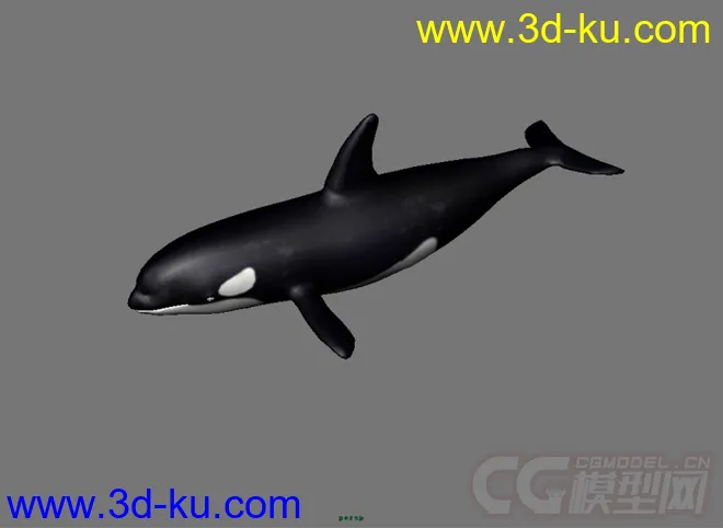虎鲸模型的图片1