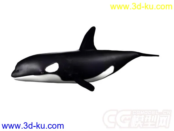 虎鲸模型的图片2