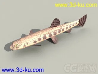 泥鳅模型的图片