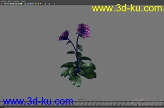 鲜花开花动作模型的图片