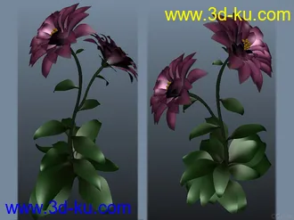 鲜花开花动作模型的图片