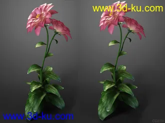 鲜花开花动作模型的图片