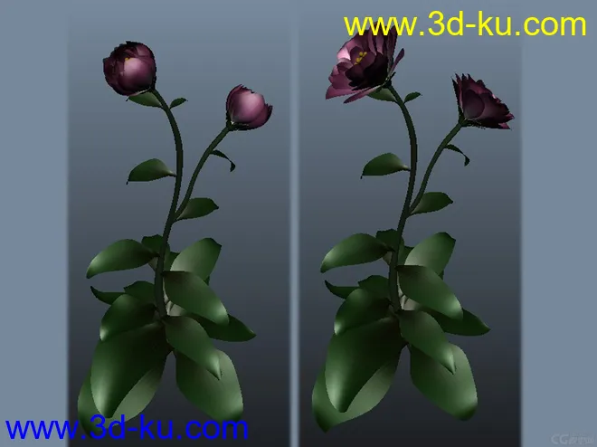 鲜花开花动作模型的图片4