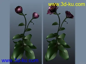 鲜花开花动作模型的图片