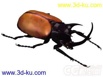 beatle甲壳虫模型的图片