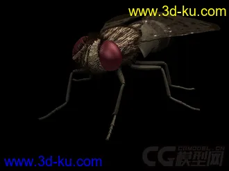 苍蝇模型的图片
