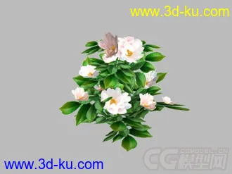 茶花模型的图片