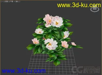 茶花模型的图片