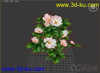 茶花模型的图片